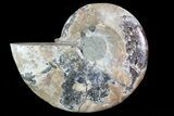 Polished Ammonite Fossil (Half) - Agatized #72932-1